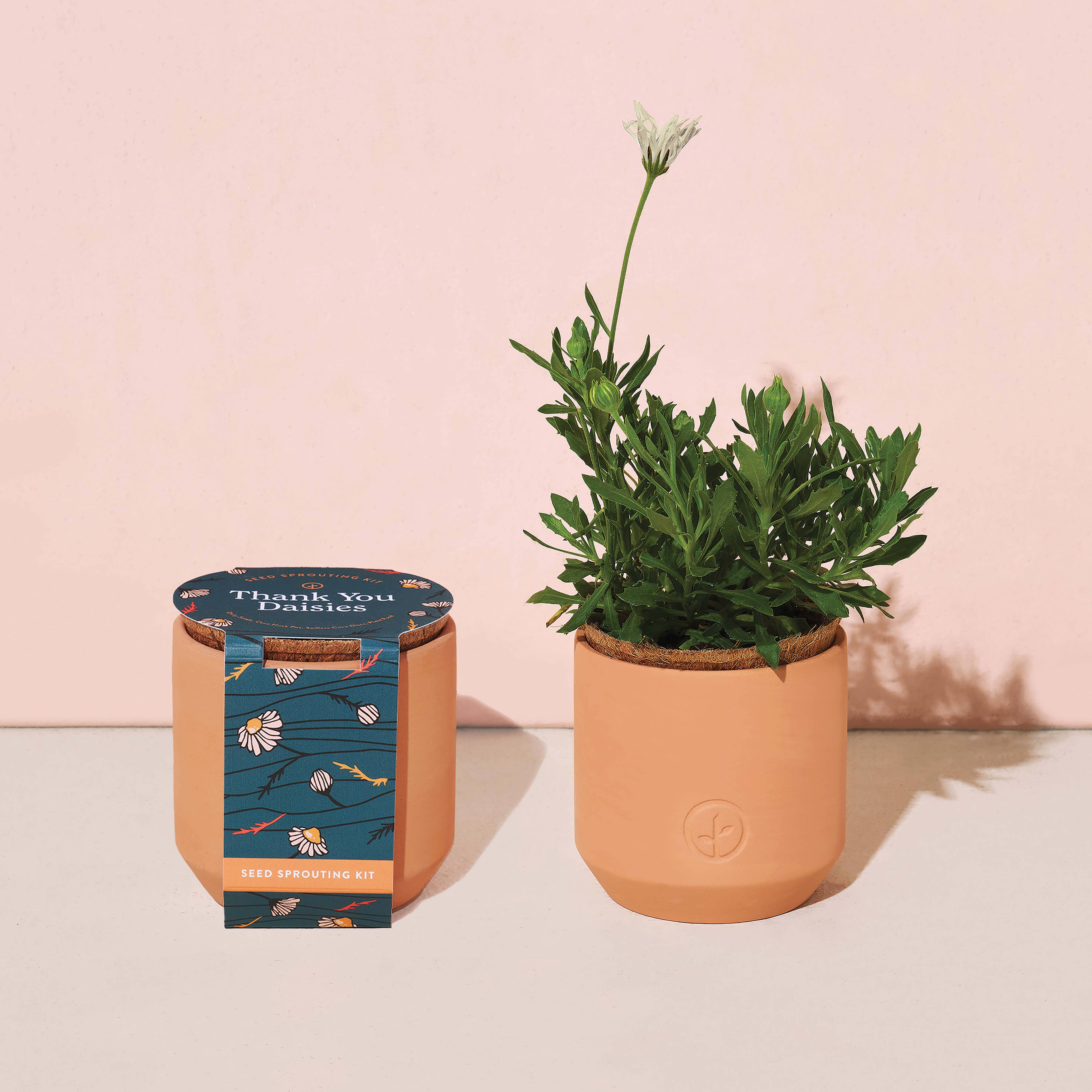 Thank You Daisy Tiny Terracotta